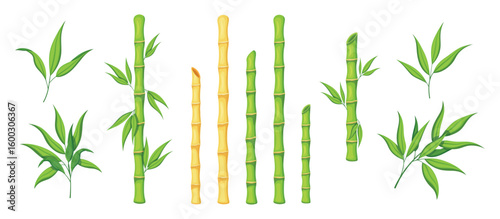 Set of beautiful vertical bamboo in cartoon style. Vector illustration of fresh green and dry wooden stems, bamboo sticks, different sizes, leaves isolated on white background. Raw plant. Asian.