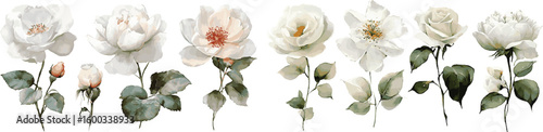 Watercolour floral illustration set. White rose flowers individual elements collection vector