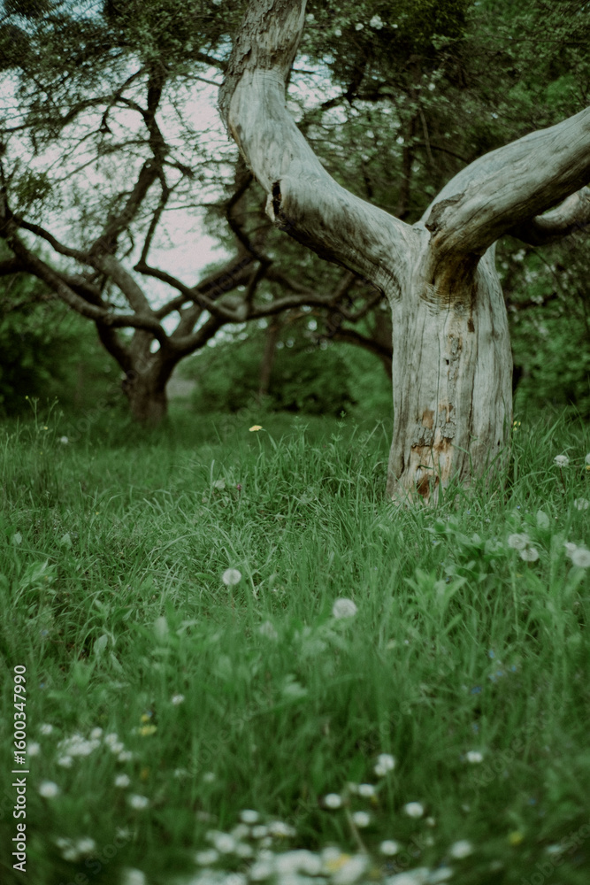 Lonely Tree in Moody Weather Surrounded by Green Foliage Lonely Tree in Moody Weather Surrounded by Green Foliage