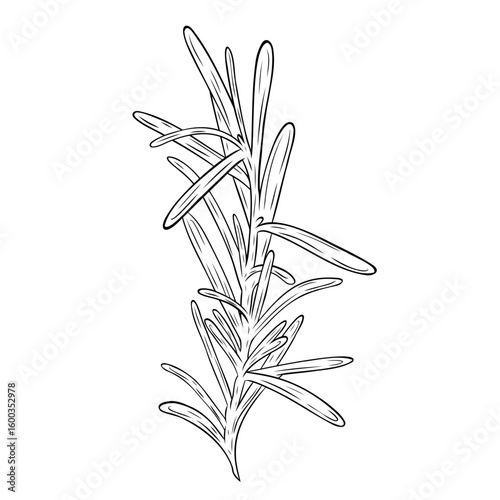Monochrome botanical fragrant herb drawing of rosemary plant isolated on white background. Graphic hand drawn ink black and white vector. Good for cooking, spa, medicinal tea, and garden beauty