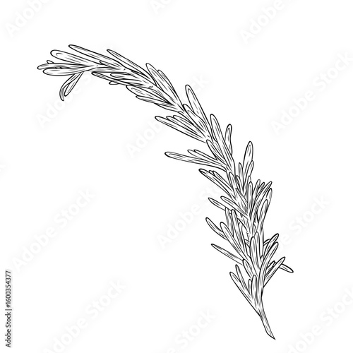 Monochrome botanical fragrant herb drawing of rosemary plant isolated on white background. Graphic hand drawn ink black and white vector. Good for cooking, spa, medicinal tea, and garden beauty