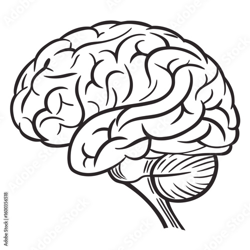 Black brain outline on white human brain anatomy