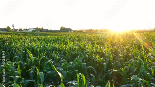 Golden sunset illuminating vast cornfield. Picturesque rural landscape with gentle sunlight. Against agricultural crops and distant farm buildings and water tower. Aerial flying over corn leaves