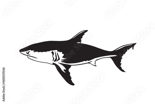 Great white shark on white background, graphical illustration. Vector 