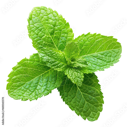 Close-up of fresh mint leaves (2)