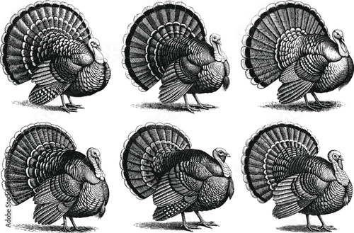 Vintage engraving of a majestic strutting turkey