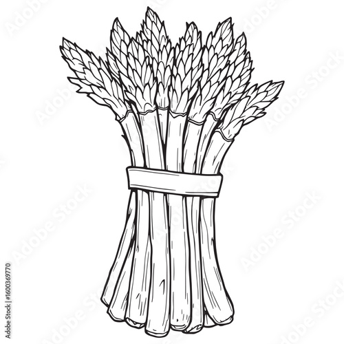 Fresh green asparagus or bunches of green line art vibrant healthy spring vegetable