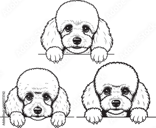 Three adorable poodle puppies peeking over a line silhouette