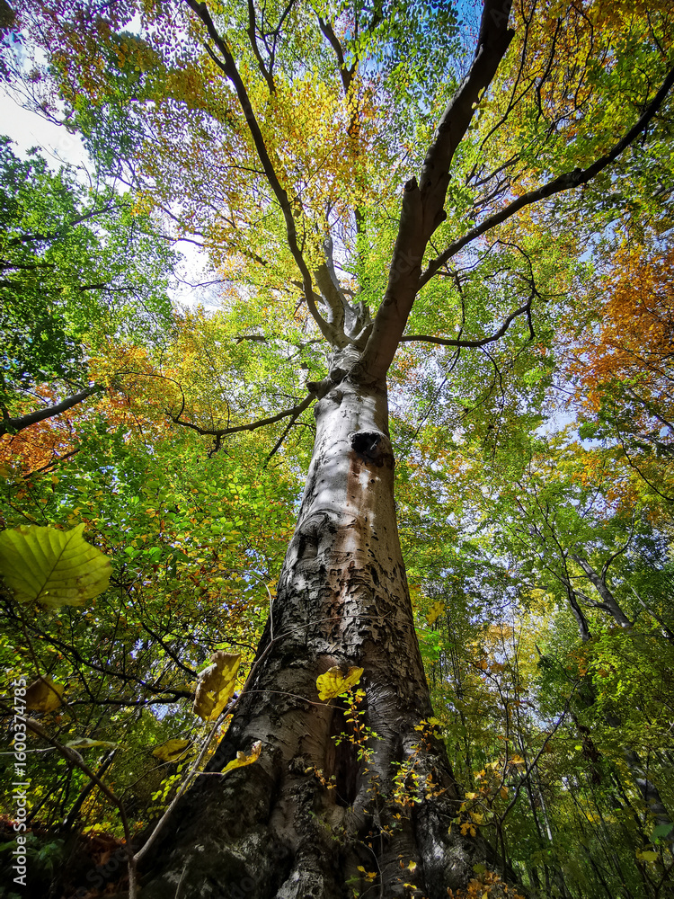 Fototapeta premium A towering beech tree at Köpüs Spring in the Bükk Mountains, Hungary, with its foliage turning golden and green in early autumn sunlight.