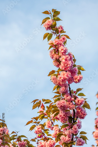 Tall Pink Cherry Blossoms Branch Against a Blue Sky