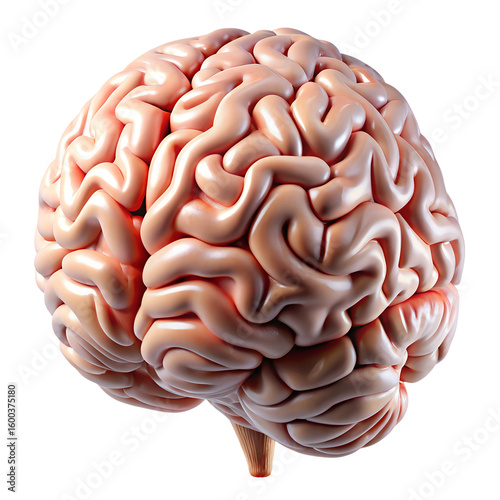 human brain isolated on white background