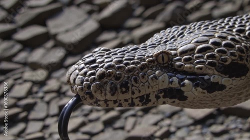 Close encounter with a unique snake showcasing its intricate scales in a natural setting during daylight