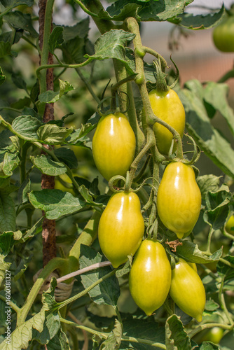 natural tomatoes on the plantation for healthy diet. vegetarian diet for health care. delicious green tomatoes ripen on the farm. organic vegetables are hand-grown in greenhouse.  tomatoes on a branch