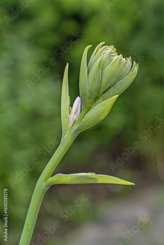 A beautiful flowering hosta bush in the park on a sunny summer day. Hosta flower in close-up, concept for a flower shop, flower delivery, seedlings, and gardening