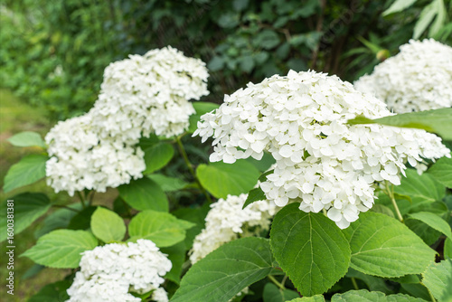 A beautiful flowering hydrangea bush in the park on a sunny summer day. Pink hydrangea flowers, concept for a flower shop, flower delivery, seedlings, and gardening
