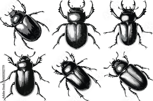 Vintage engraving of six different beetles