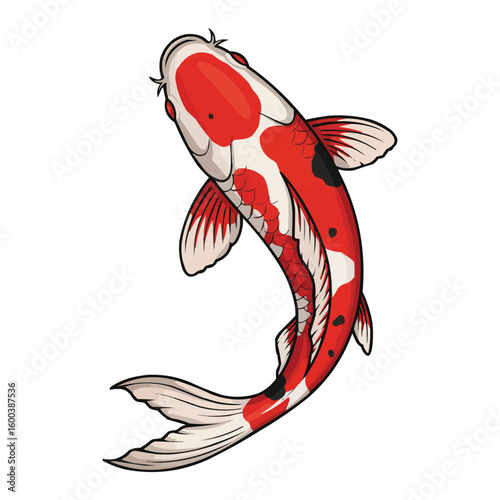 Koi Fish Illustration Red, White, and Black Carp
