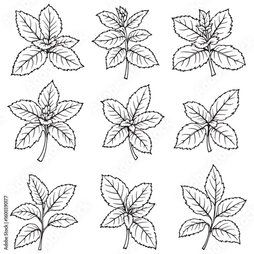 Mint leaf line art botanical sketch style drawing
