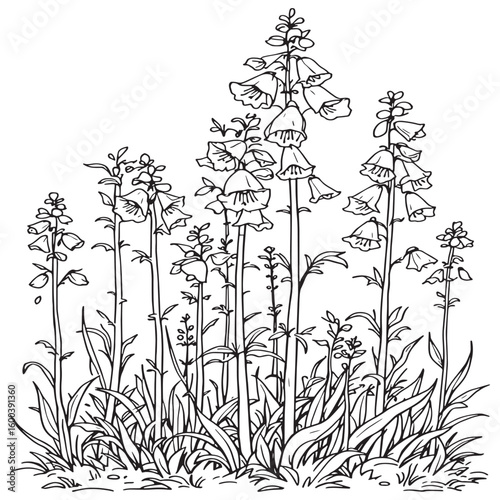 Monkshood line art elegant poisonous plant detailed sketch.