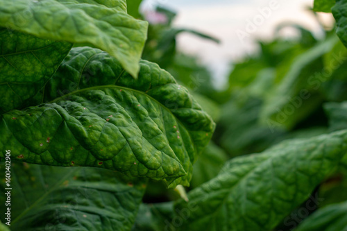 close up photo for background leaf of tobacco plant