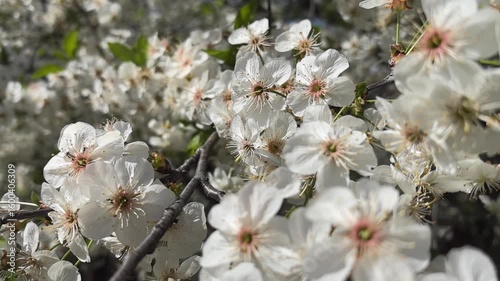 A beautiful array of delicate white flowers shines in the warm spring sunlight. The blossoms create a captivating spectacle, drawing attention to nature's artistry and beauty in the season.