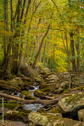 Woodland Creek in the Autumn 
