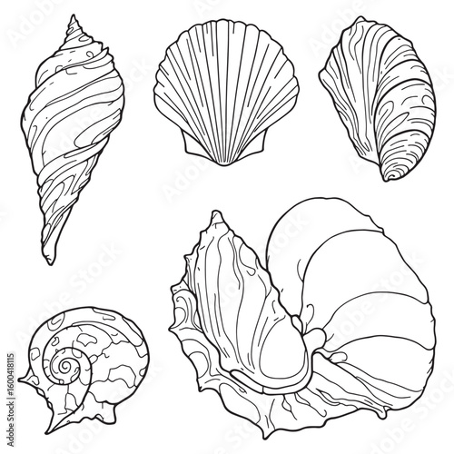 seashell line art simple shapes reveal nature’s beauty