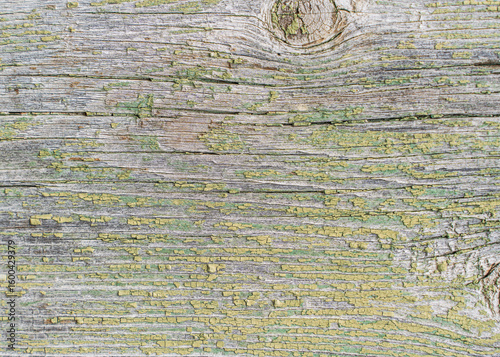 A texture with a beautiful natural aged wooden background with peeling green paint on the boards for print