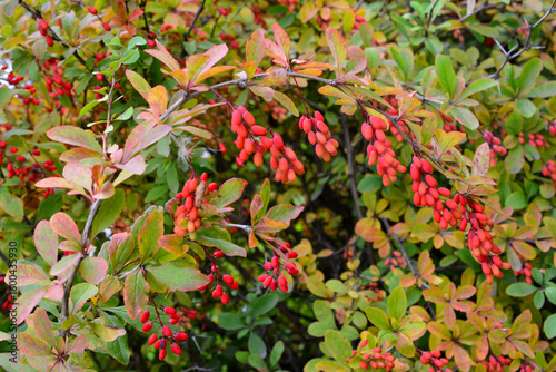 Quadro su tela Berberis Bush with Red Berries Autumnal Foliage and Harvest