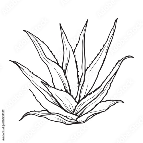 Two leaves of aloe vera line art soothing health essence