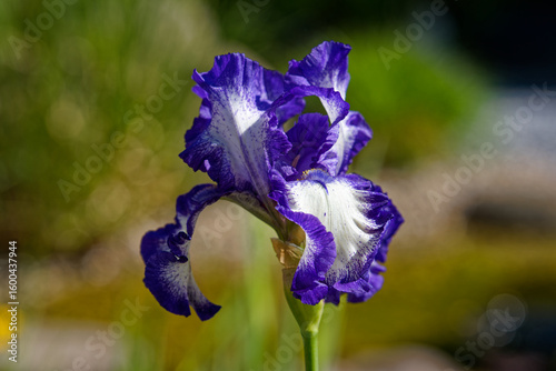 Iris 