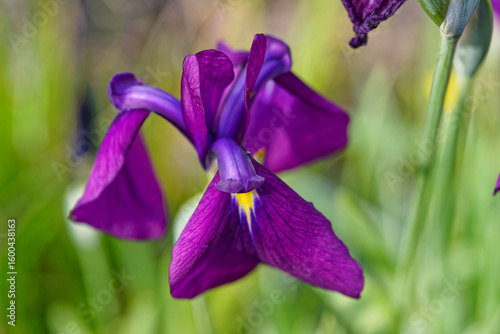 Iris ensata Variegata closeup