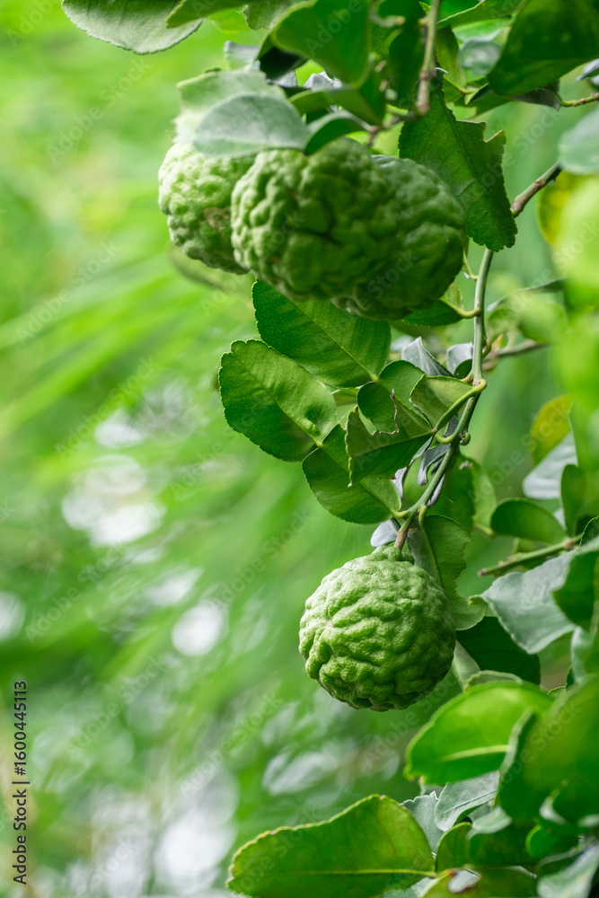 Fototapeta premium Bergamot, Fresh green bergamot fruit hanging from branch. bergamot tree garden and healthy food concept, group of bergamot,Bergamot medicinal plants with many