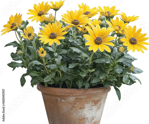 Osteospermum Ecklonis Daisy plant with vibrant yellow flowers blooming in a rustic terracotta pot on transparent background