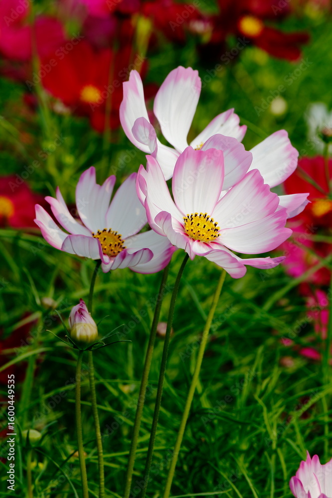 Fototapeta premium field of poppies