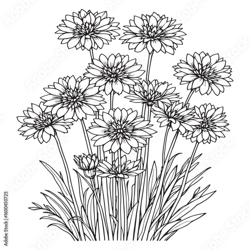 Allium line art minimalistic plant form natural flow