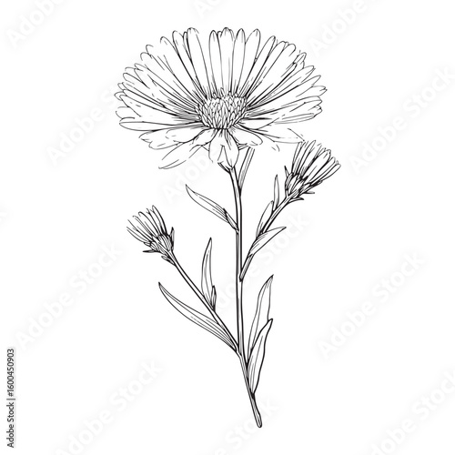 Alpine Aster line art nature inspired floral design