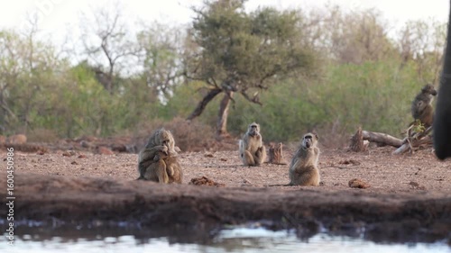 A troop of Chacma baboon is sitting in the background and feeding while an African elephant's trunk appears in the foreground to drink from a waterhole. Filmed from a low angle.
