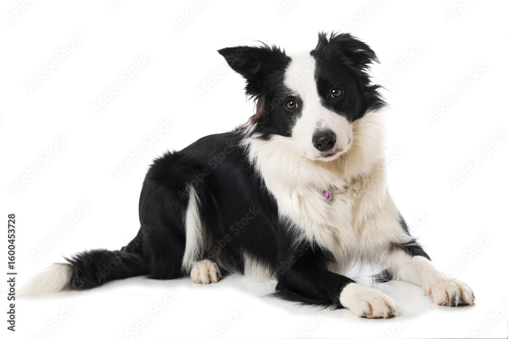 Fototapeta premium Young border collie dog lying on white background and looks to the camera