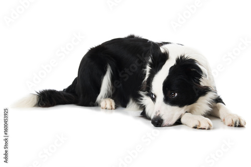 Young border collie dog lying on white background and looks to the side