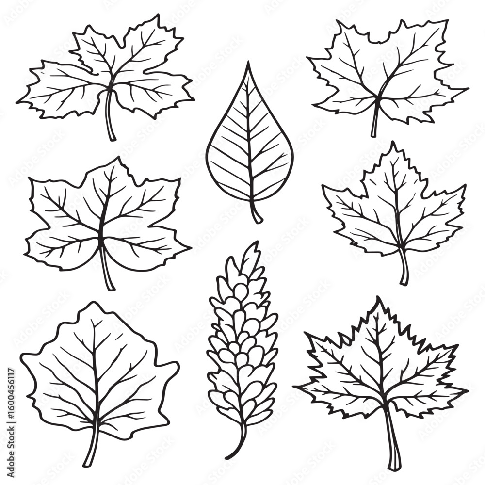 Obraz premium autumn leaf line art; minimal clean smooth organic shapes