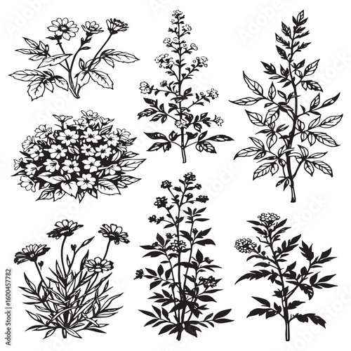 Balsam line art nature inspired delicate floral design