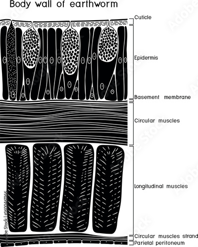 Body wall of earthworm structure diagram for biology lessons