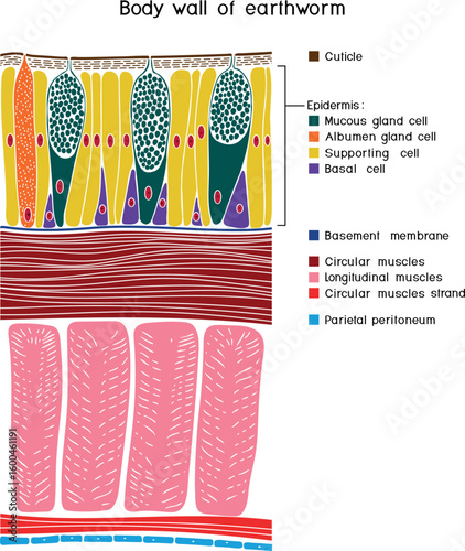 Body wall of earthworm structure diagram for biology lessons