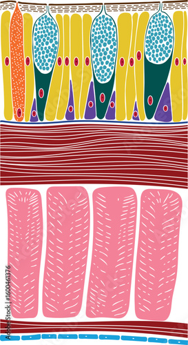 Body wall of earthworm structure diagram for biology lessons