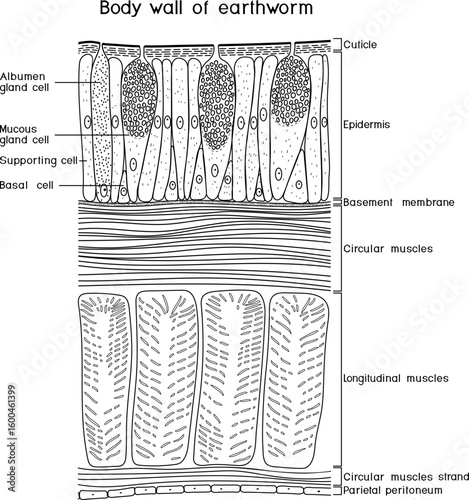 Coloring page with body wall of earthworm structure diagram for biology lessons