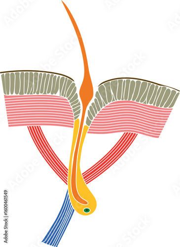 Structure diagram of seta of earthworm for biology lessons