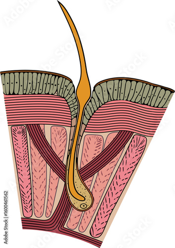 Structure diagram of seta of earthworm for biology lessons