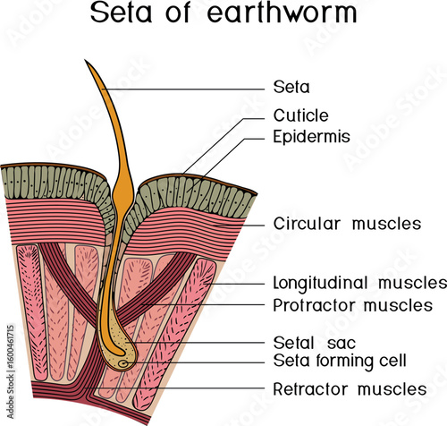 Structure diagram of seta of earthworm for biology lessons
