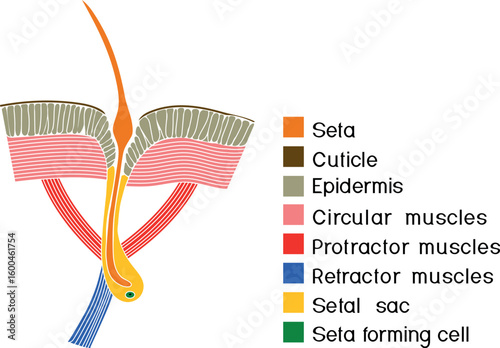 Structure diagram of seta of earthworm for biology lessons